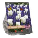 Baltus Urban Flowers Borders Beauty bloembollen per 25 stuks